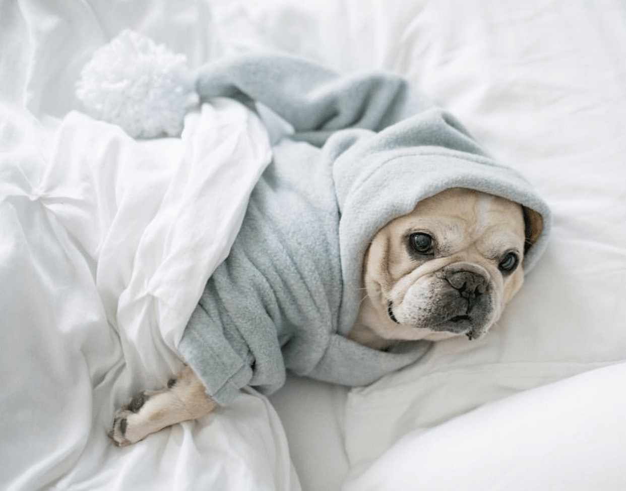 10 Dogs Who Are Totally Living the Snug Life