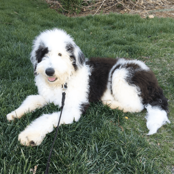 sheepadoodle