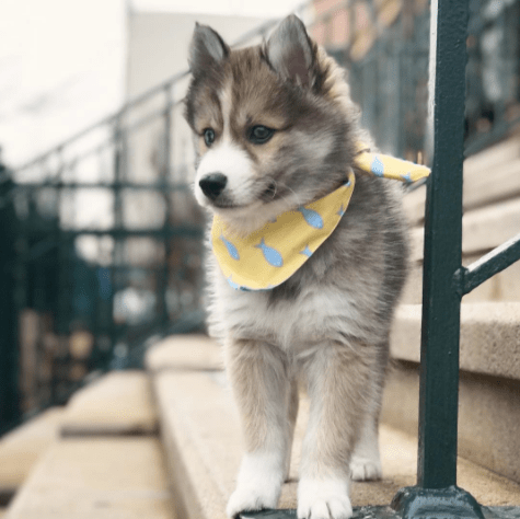 pomeranian pomsky