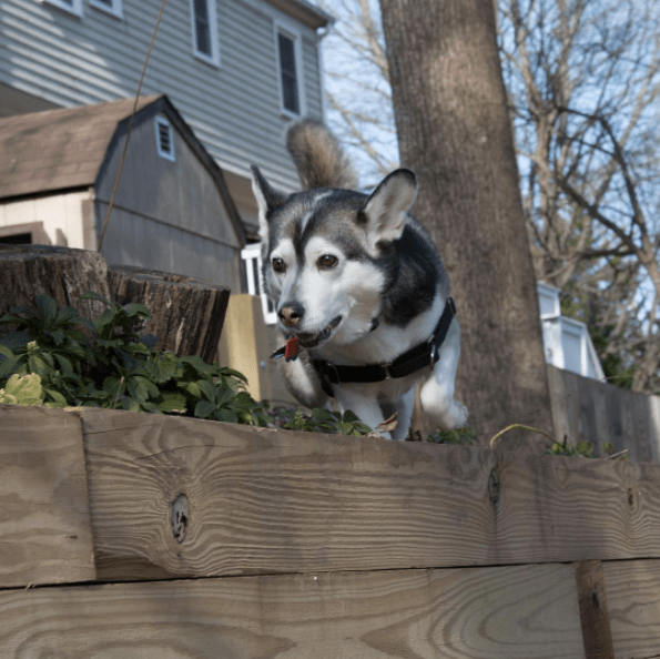 horgi husky corgi