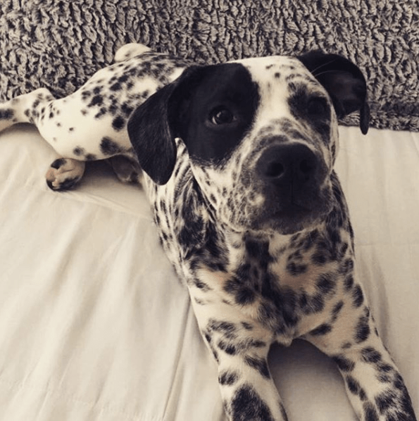 bulldog dalmatian mix