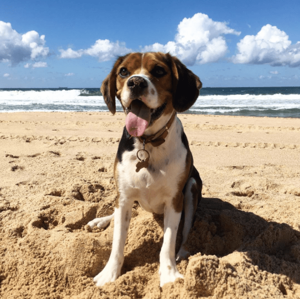 beaglier beagle cavalier spaniel