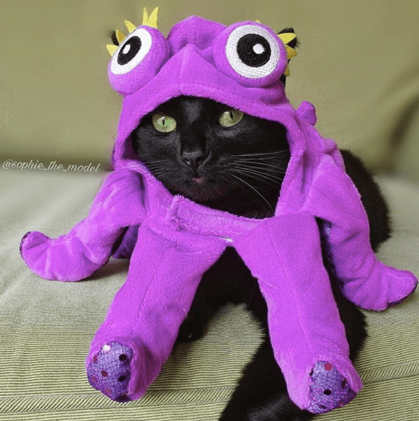 13 Cats Dressed As Other Animals