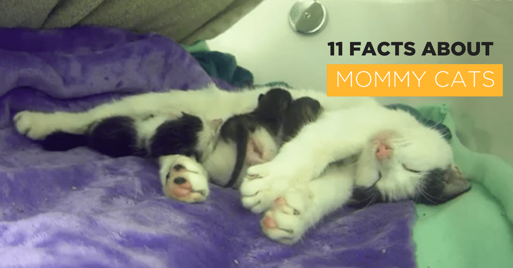 11 Facts About Mommy Cats