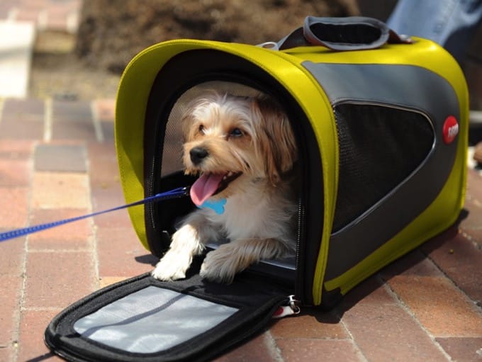 Argo Petascope Pet Carrier