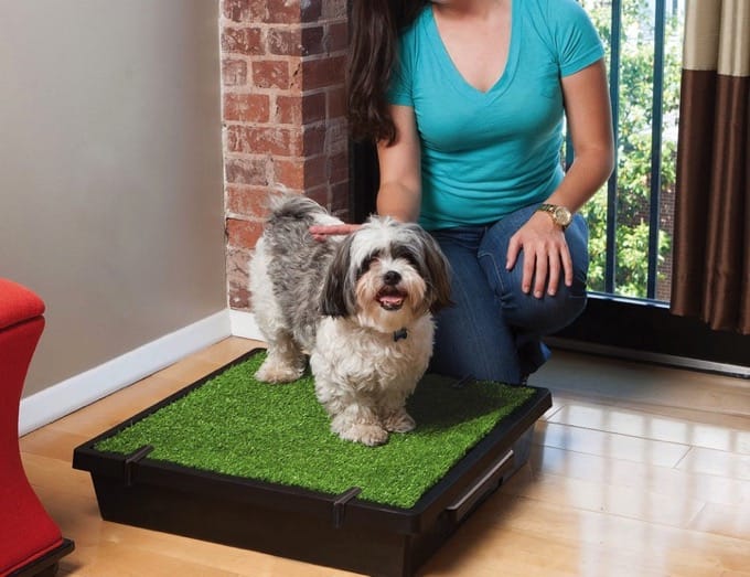 PetSafe Portable Pet Potty