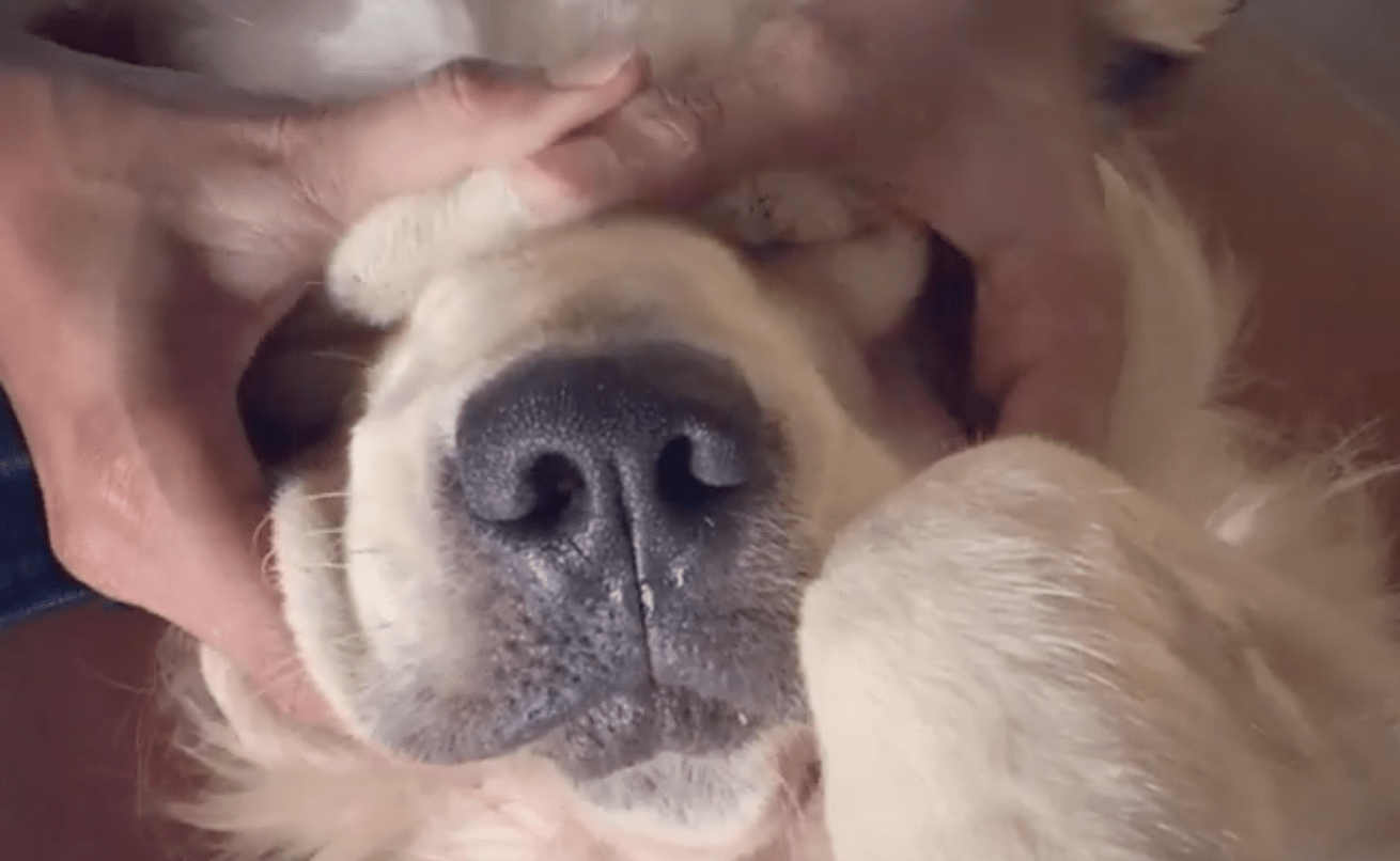 12 Pet Massages That Will Totally Give You Tingles