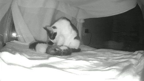 Cat mom on a pet camera