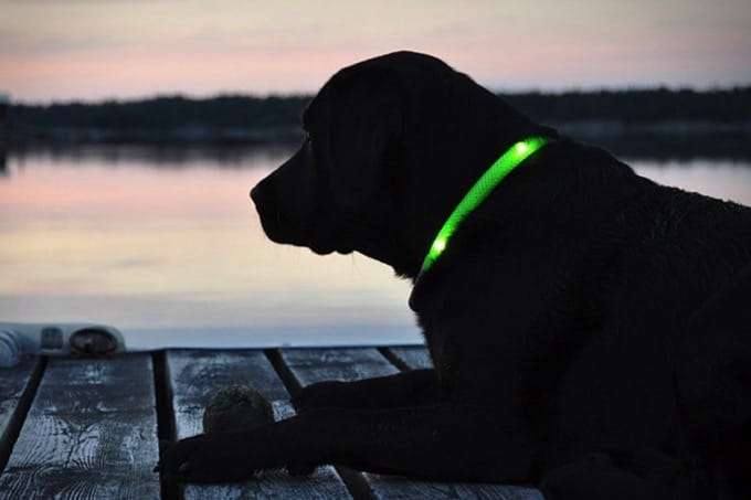 Illuminated Dog Collar