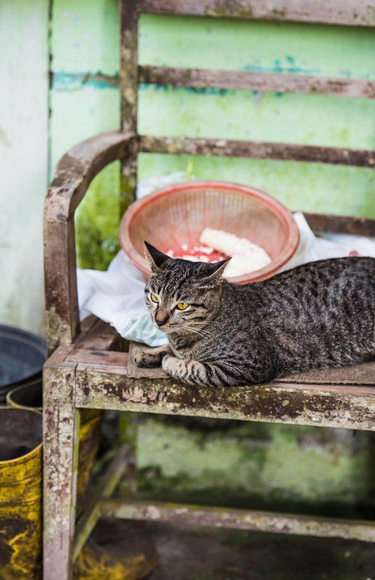 Cat lying on a chair