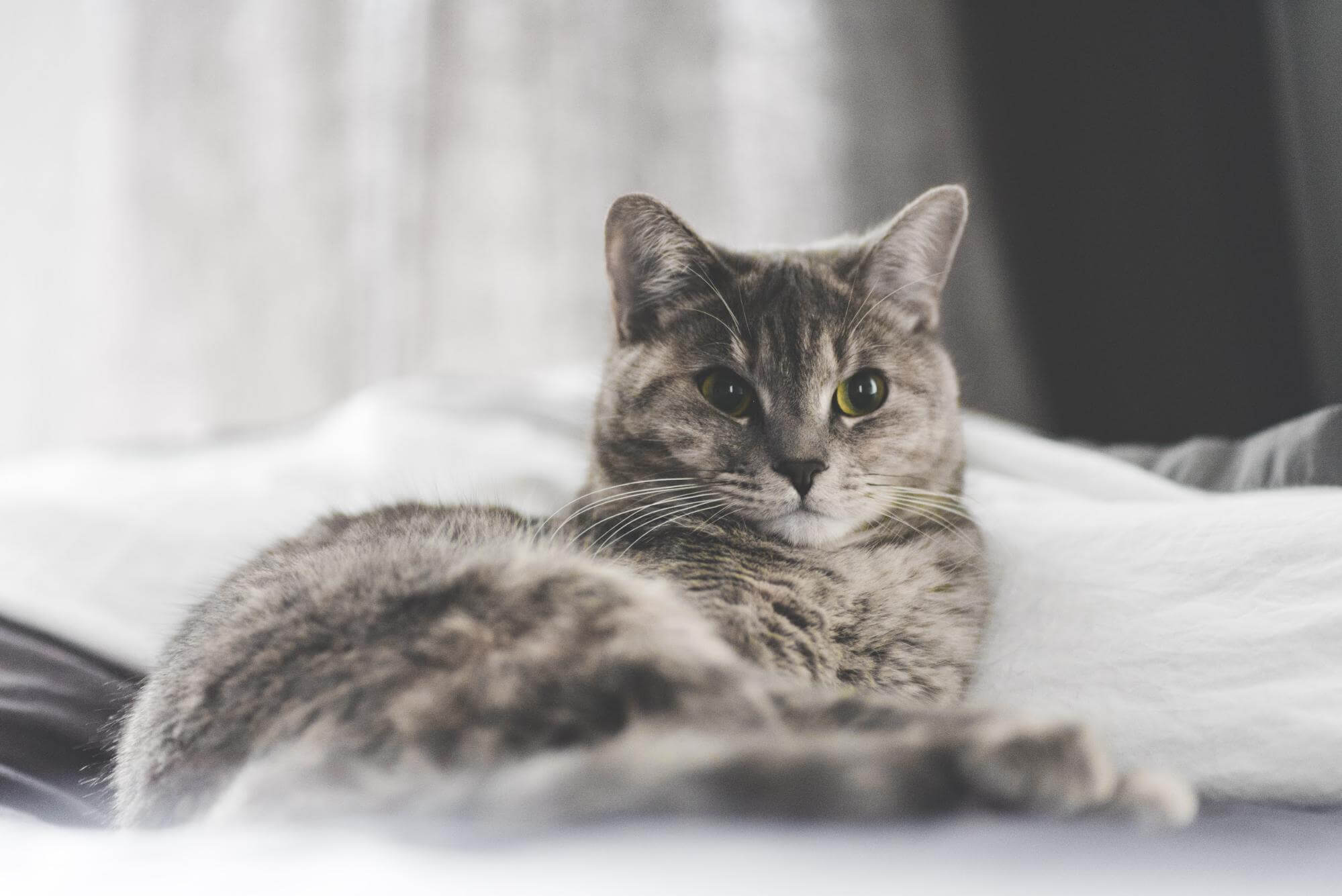 Cat lying on the sofa