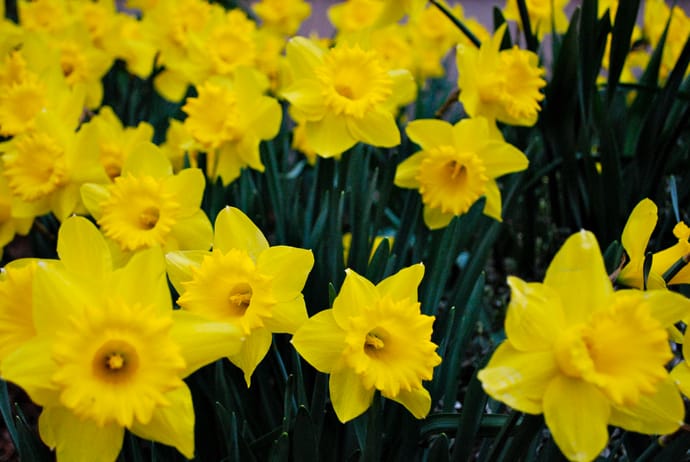 are daffodil plants poisonous to cats and dogs