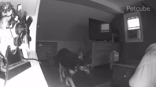 Night Vision pet camera