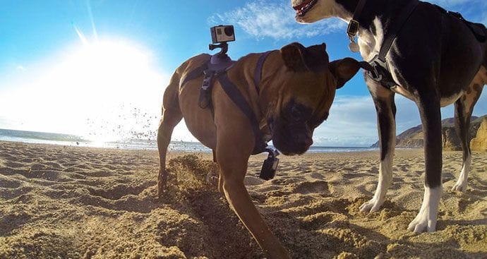 Dog GoPro Camera Harness