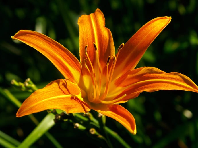 are lilies toxic to dogs