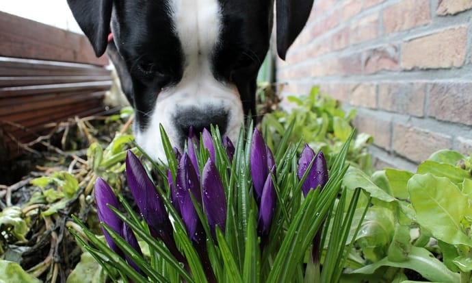 are weeds bad for dogs to eat