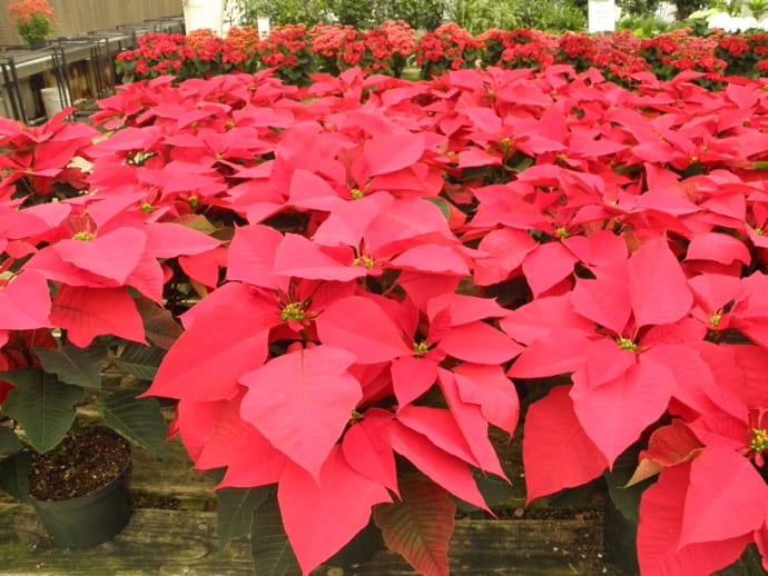 Poinsettia plant