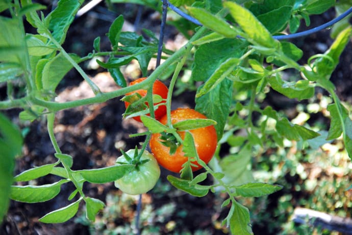 Tomato Plant