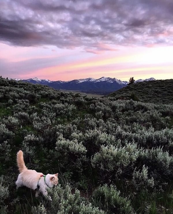 hiking kitty