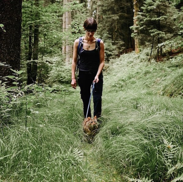 cat hiking in the woods