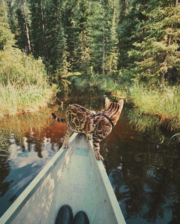 cat in a canoe