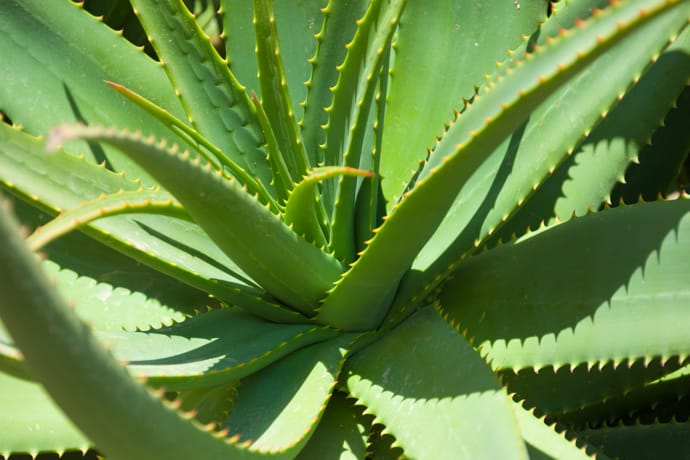 is aloe vera plants poisonous to dogs