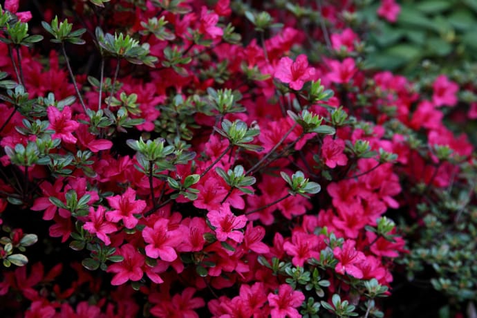 are azaleas toxic to cats and dogs