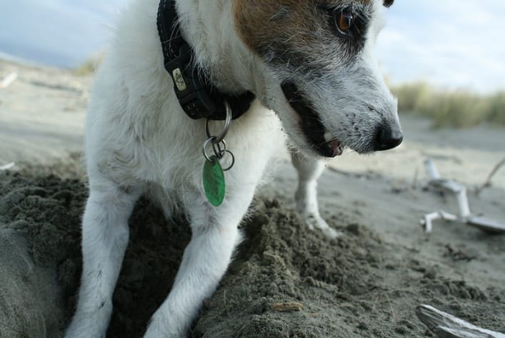 犬のしつけの基本は 犬への理解を深めることから Petcube