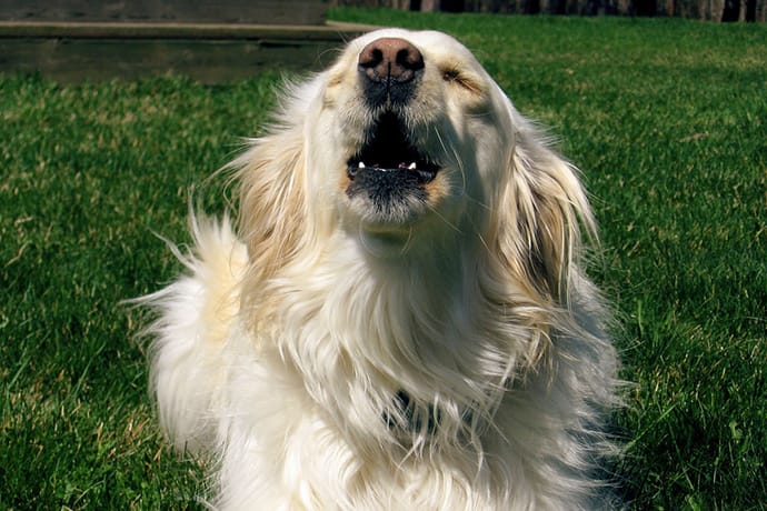 neighbors dog wont stop barking at night