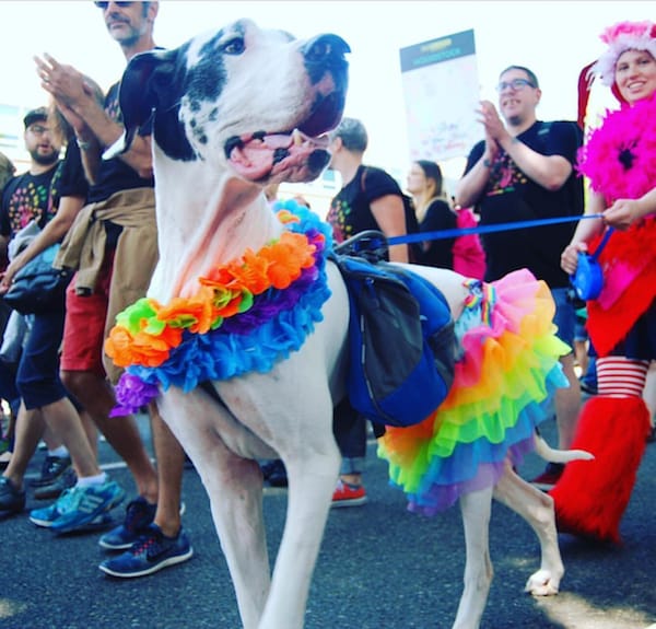 best dressed pride dog