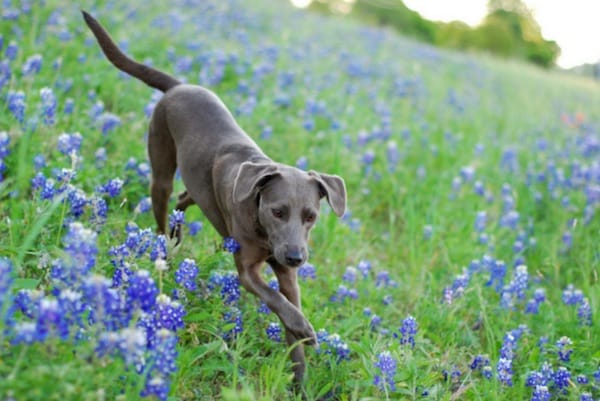 blue lacy