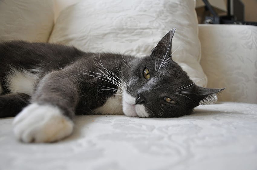 cat sitting on the couch