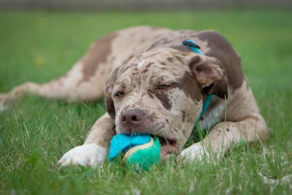 catahoula