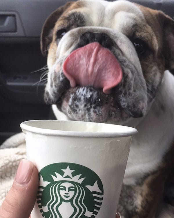 dog drinking starbucks coffee