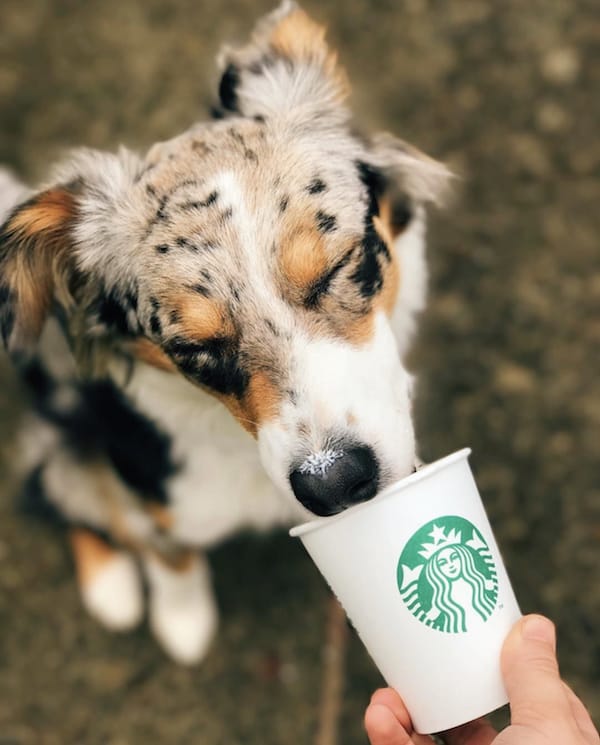 dog drinking starbucks coffee