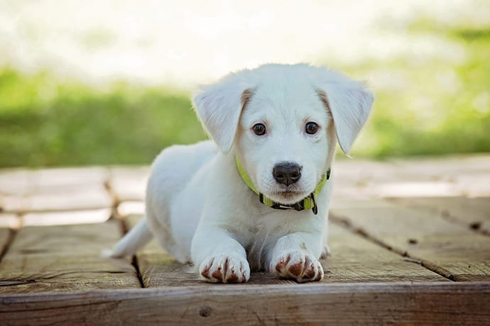 does yelling at a puppy work