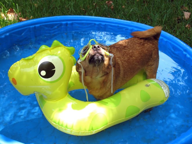 dog in a wading pool