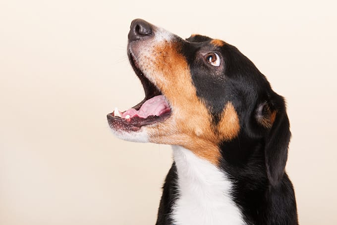 Picture of a dog barking