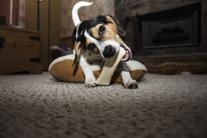 puppy chewing a bone