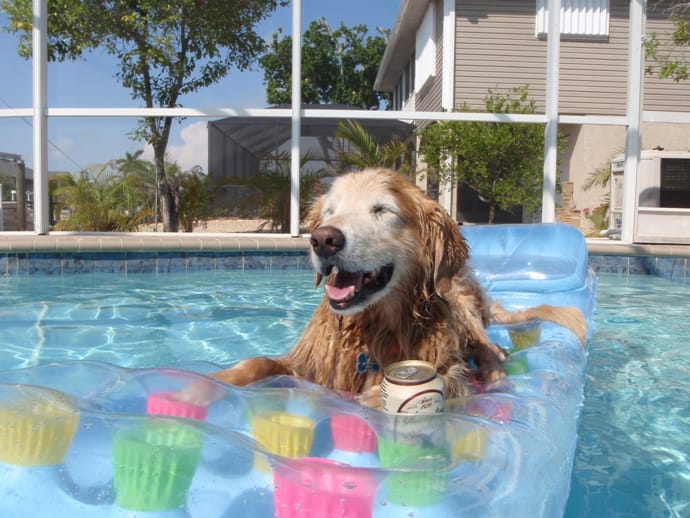 How to Keep Your Pet Cool This Summer