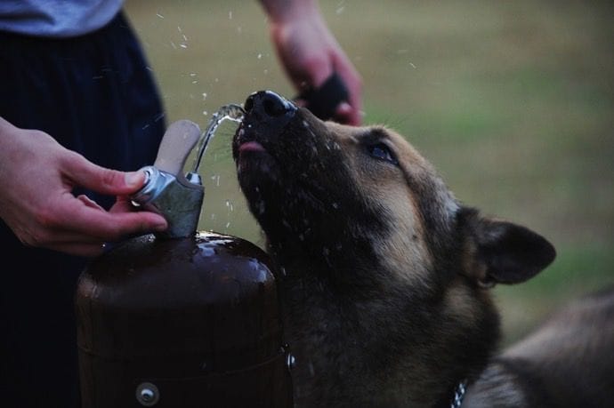 Dog drinking water from a fountain