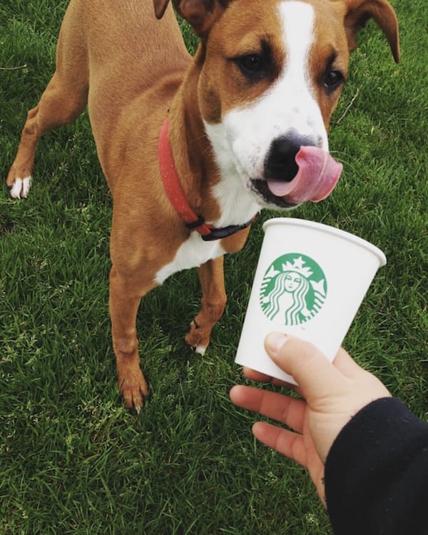 dog drinking starbucks coffee