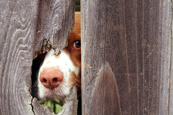 Picture of a dog behind a fence