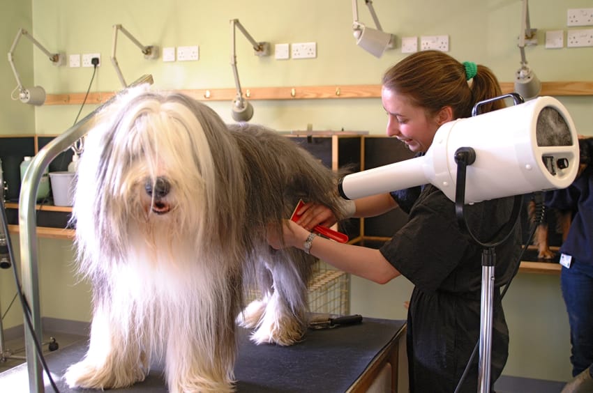 How To Find The Best Dog Groomer