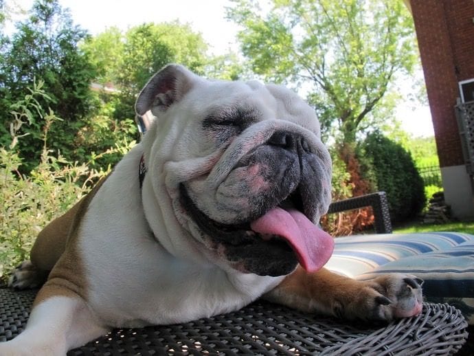 Bulldog resting in the shade
