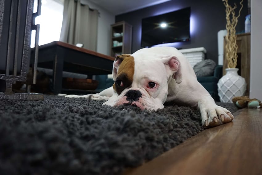 Dog sitting on carpet