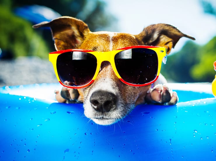 What to Do with your Dog When on Vacation