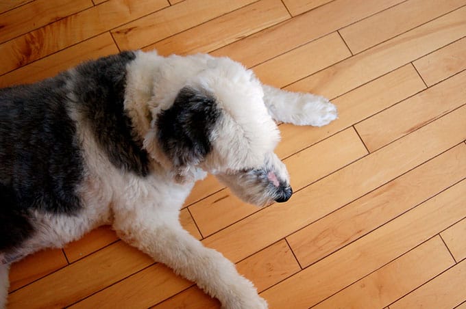 Image of a dog urinating on the floor