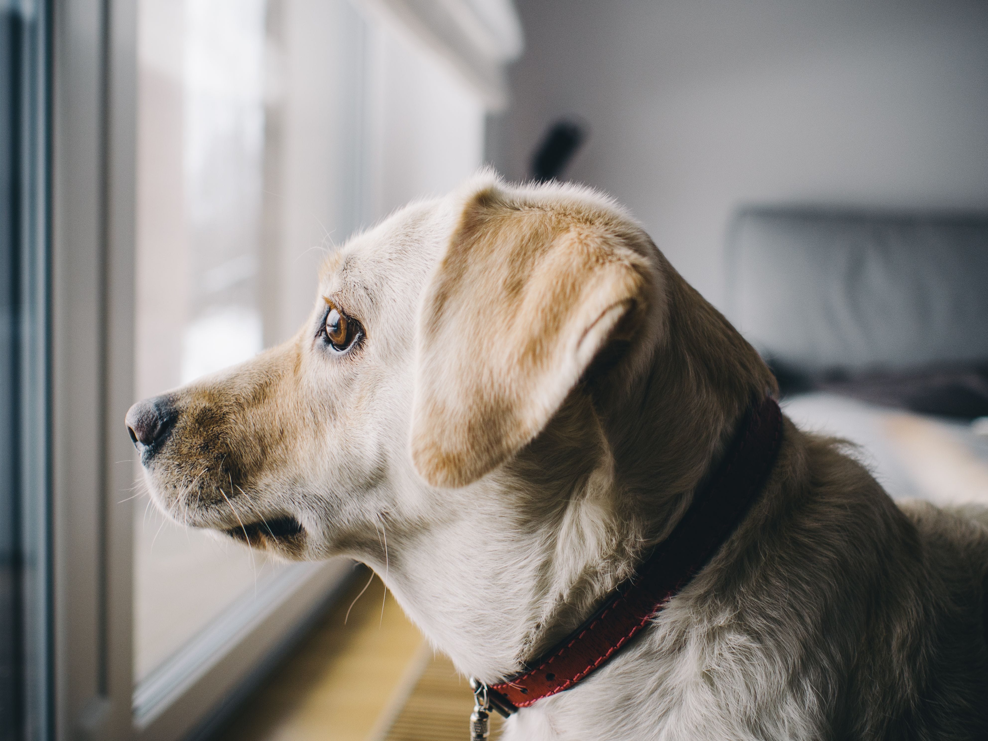 dog separation anxiety toys