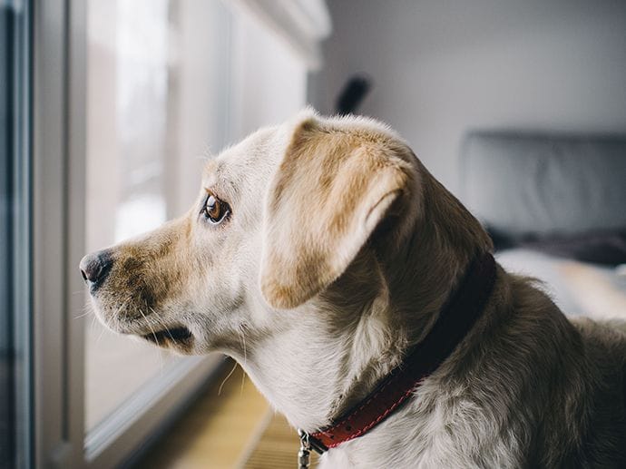 dog toys that help with separation anxiety